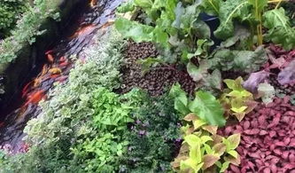 20畝魚菜共生農場如何實現年入千萬 初級農產品的創新突破